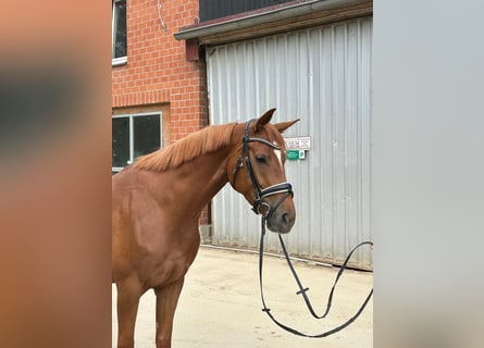 Hannoveraner, Stute, 4 Jahre, 166 cm, Fuchs