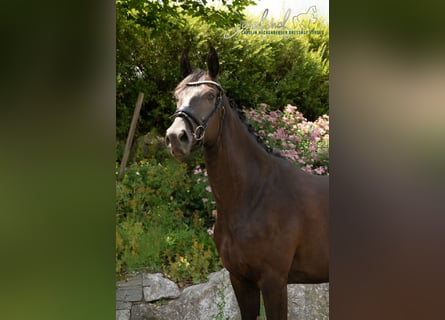Hannoveraner, Stute, 4 Jahre, 166 cm, Rappe