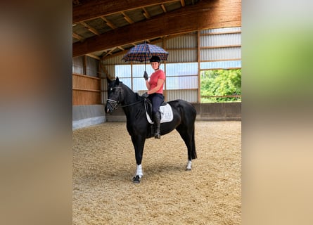 Hannoveraner, Stute, 4 Jahre, 166 cm, Rappe