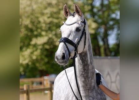 Hannoveraner, Stute, 4 Jahre, 166 cm, Schimmel