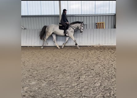 Hannoveraner, Stute, 4 Jahre, 167 cm, Apfelschimmel