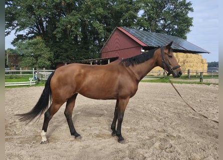 Hannoveraner, Stute, 4 Jahre, 167 cm, Brauner