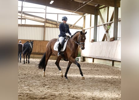 Hannoveraner, Stute, 4 Jahre, 167 cm, Brauner