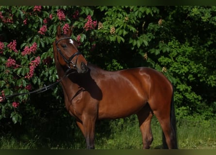 Hannoveraner, Stute, 4 Jahre, 167 cm, Brauner