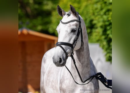 Hannoveraner, Stute, 4 Jahre, 167 cm, Brauner