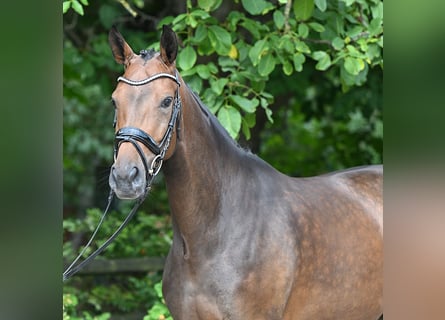 Hannoveraner, Stute, 4 Jahre, 167 cm, Dunkelbrauner