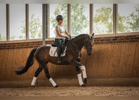 Hannoveraner, Stute, 4 Jahre, 167 cm, Dunkelbrauner