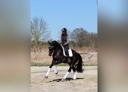 Hannoveraner, Stute, 4 Jahre, 167 cm, Dunkelbrauner
