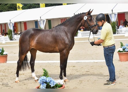 Hannoveraner, Stute, 4 Jahre, 167 cm, Dunkelbrauner