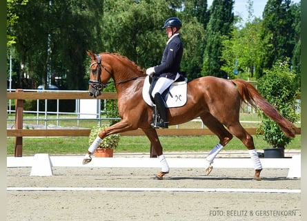 Hannoveraner, Stute, 4 Jahre, 167 cm, Fuchs