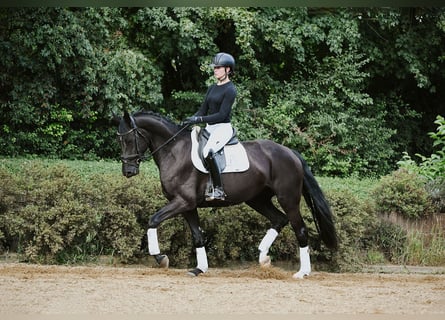 Hannoveraner, Stute, 4 Jahre, 167 cm, Rappe
