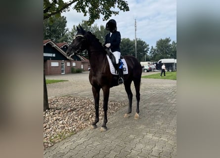 Hannoveraner, Stute, 4 Jahre, 167 cm, Rappe