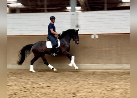 Hannoveraner, Stute, 4 Jahre, 167 cm, Rappe