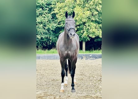 Hannoveraner, Stute, 4 Jahre, 167 cm, Rappe