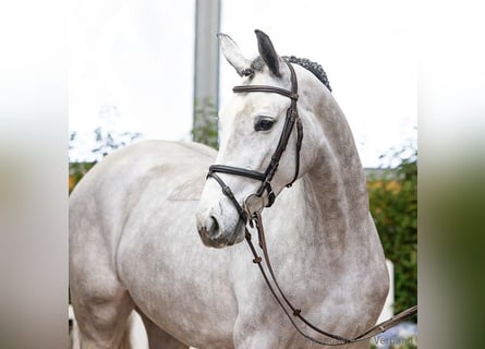 Hannoveraner, Stute, 4 Jahre, 167 cm, Schimmel