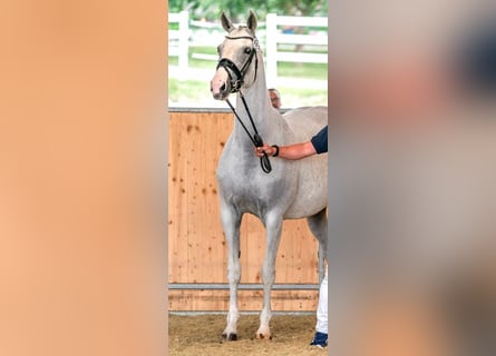 Hannoveraner, Stute, 4 Jahre, 167 cm, Schimmel