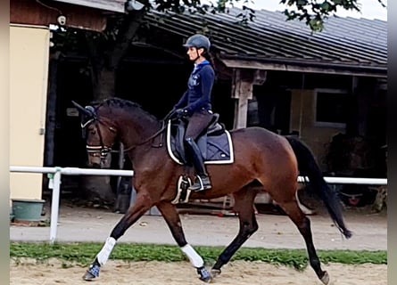 Hannoveraner, Stute, 4 Jahre, 168 cm, Brauner