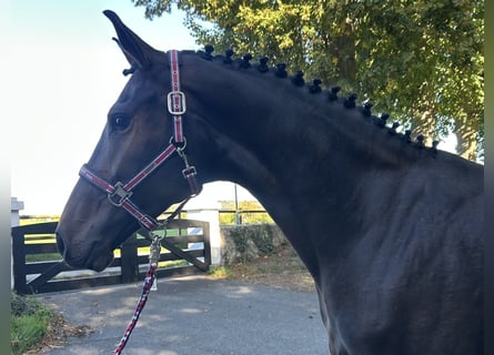 Hannoveraner, Stute, 4 Jahre, 168 cm, Brauner