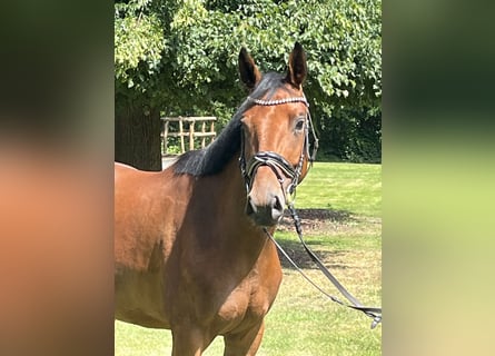 Hannoveraner, Stute, 4 Jahre, 168 cm, Brauner