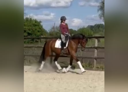 Hannoveraner, Stute, 4 Jahre, 168 cm, Brauner