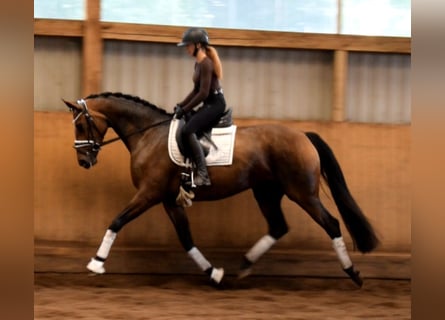 Hannoveraner, Stute, 4 Jahre, 168 cm, Brauner