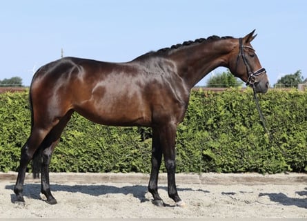 Hannoveraner, Stute, 4 Jahre, 168 cm, Brauner