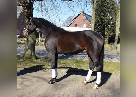 Hannoveraner, Stute, 4 Jahre, 168 cm, Brauner