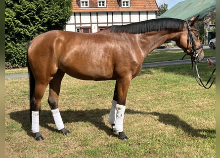 Hannoveraner, Stute, 4 Jahre, 168 cm, Brauner