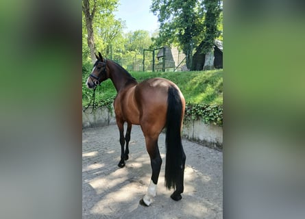 Hannoveraner, Stute, 4 Jahre, 168 cm, Brauner