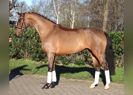 Hannoveraner, Stute, 4 Jahre, 168 cm, Brauner