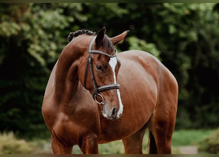 Hannoveraner, Stute, 4 Jahre, 168 cm, Brauner