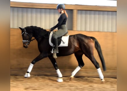 Hannoveraner, Stute, 4 Jahre, 168 cm, Dunkelbrauner