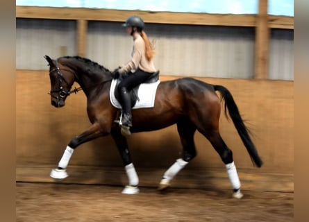 Hannoveraner, Stute, 4 Jahre, 168 cm, Dunkelbrauner