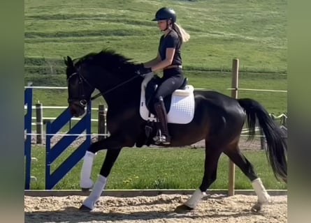 Hannoveraner, Stute, 4 Jahre, 168 cm, Dunkelbrauner