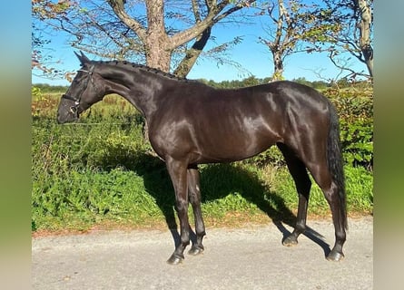 Hannoveraner, Stute, 4 Jahre, 168 cm, Dunkelbrauner