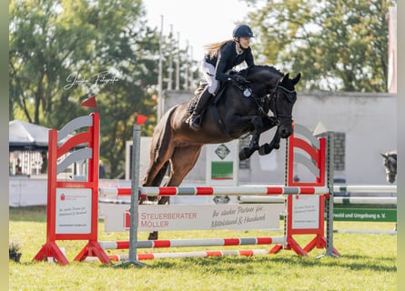 Hannoveraner, Stute, 4 Jahre, 168 cm, Dunkelbrauner