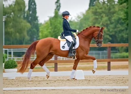 Hannoveraner, Stute, 4 Jahre, 168 cm, Dunkelfuchs