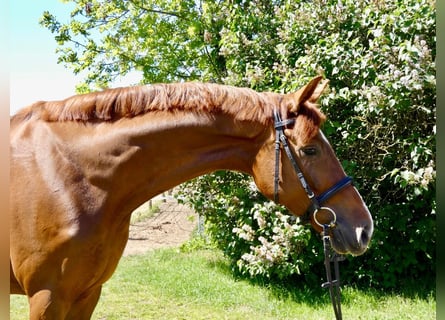 Hannoveraner, Stute, 4 Jahre, 168 cm, Dunkelfuchs