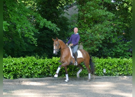 Hannoveraner, Stute, 4 Jahre, 168 cm, Dunkelfuchs