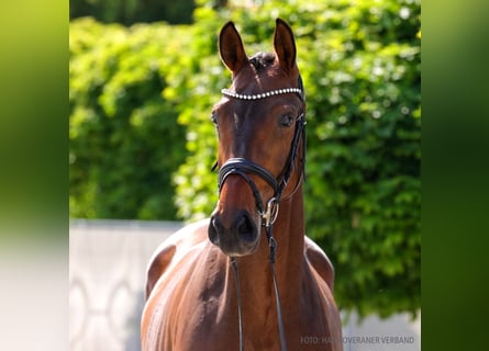 Hannoveraner, Stute, 4 Jahre, 168 cm, Fuchs
