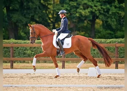Hannoveraner, Stute, 4 Jahre, 168 cm, Fuchs
