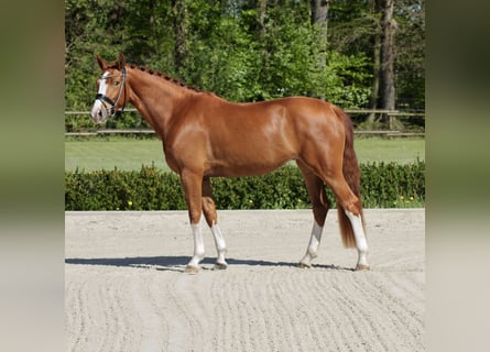 Hannoveraner, Stute, 4 Jahre, 168 cm, Fuchs