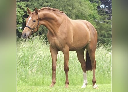 Hannoveraner, Stute, 4 Jahre, 168 cm, Fuchs