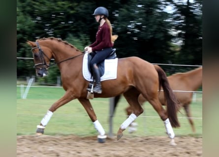 Hannoveraner, Stute, 4 Jahre, 168 cm, Fuchs