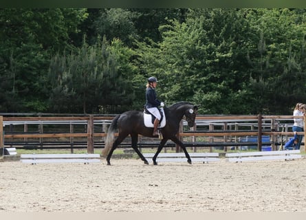 Hannoveraner, Stute, 4 Jahre, 168 cm, Schimmel