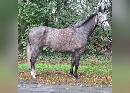 Hannoveraner, Stute, 4 Jahre, 168 cm, Schimmel