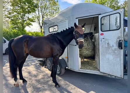 Hannoveraner, Stute, 4 Jahre, 168 cm, Schwarzbrauner