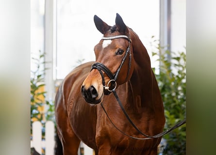 Hannoveraner, Stute, 4 Jahre, 169 cm, Brauner