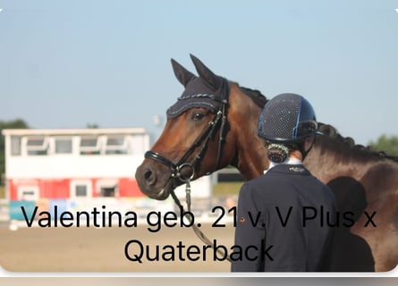 Hannoveraner, Stute, 4 Jahre, 169 cm, Dunkelbrauner