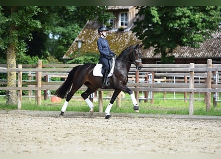 Hannoveraner, Stute, 4 Jahre, 169 cm, Dunkelbrauner